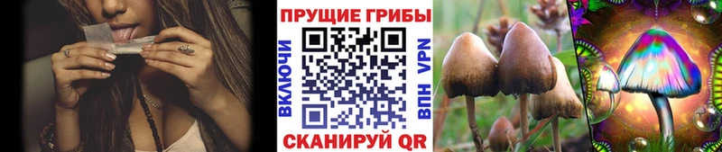 Галлюциногенные грибы Psilocybine cubensis  хочу наркоту  Ильский 